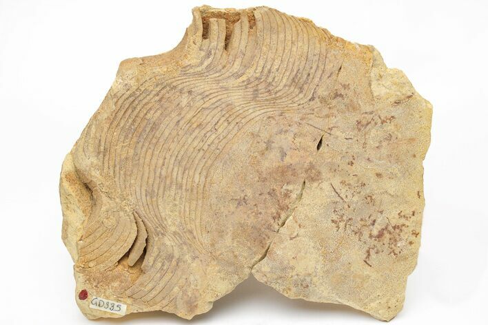 Ordovician Cephalopod (Gonioceras) Section - Wisconsin #214261